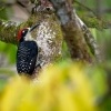 Datel cernolici - Melanerpes pucherani - Black-cheeked Woodpecker o5547_2